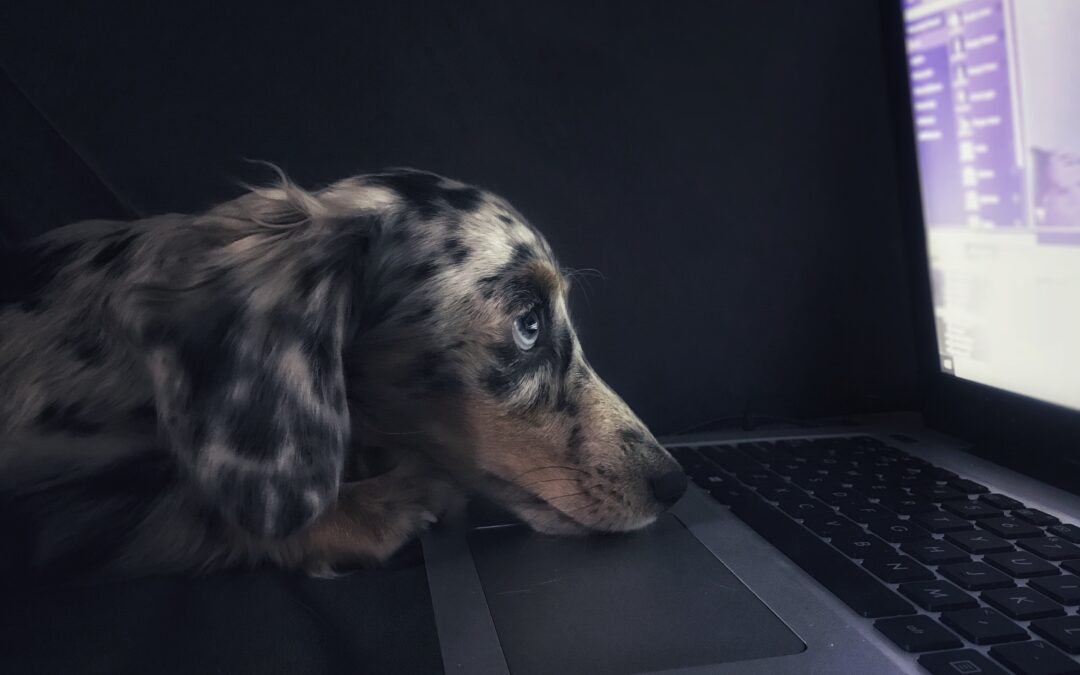 Dog staring at computer