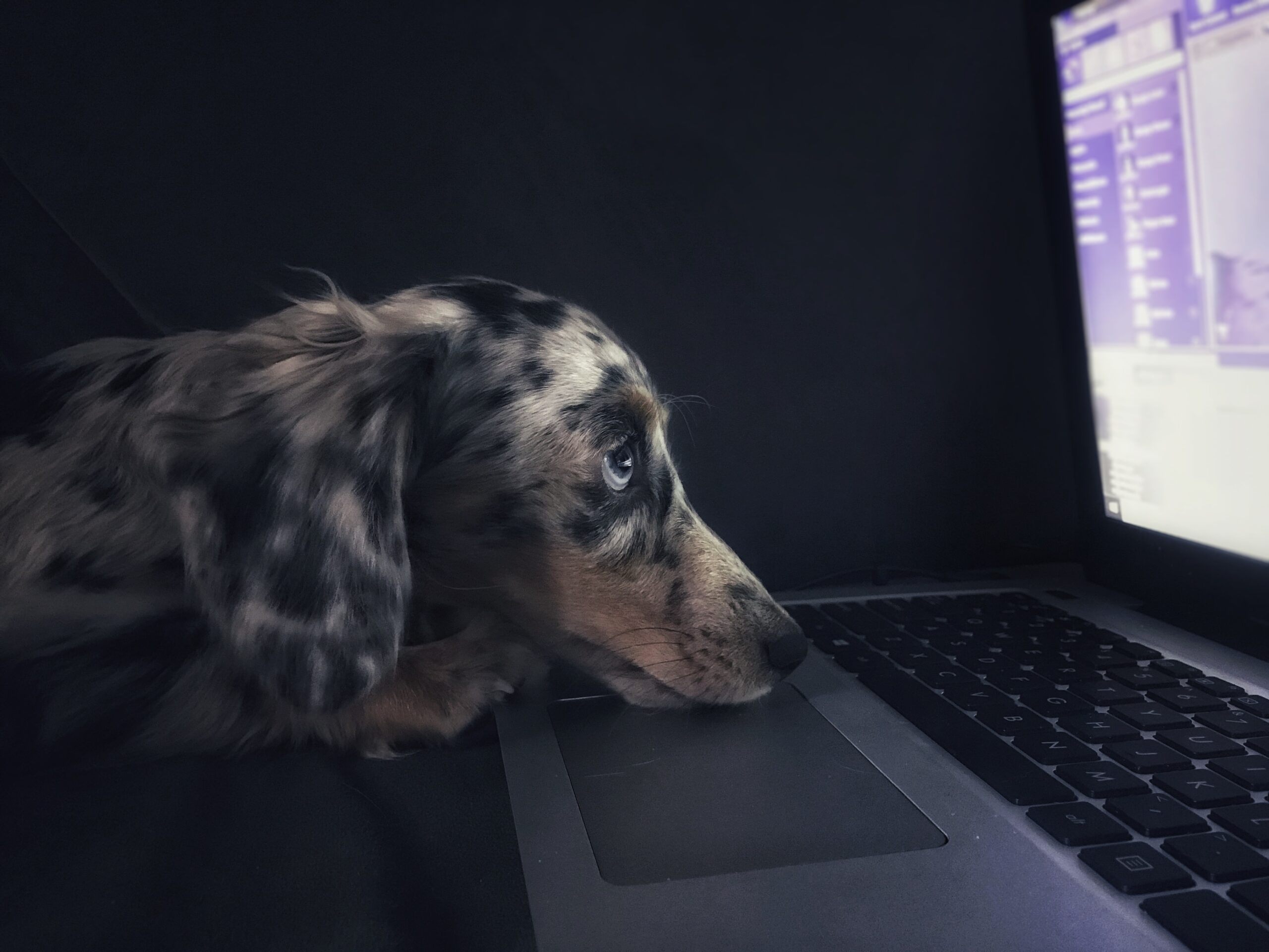 Dog staring at computer