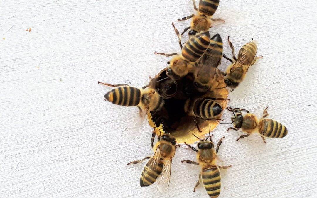 Bees crawling into a hole