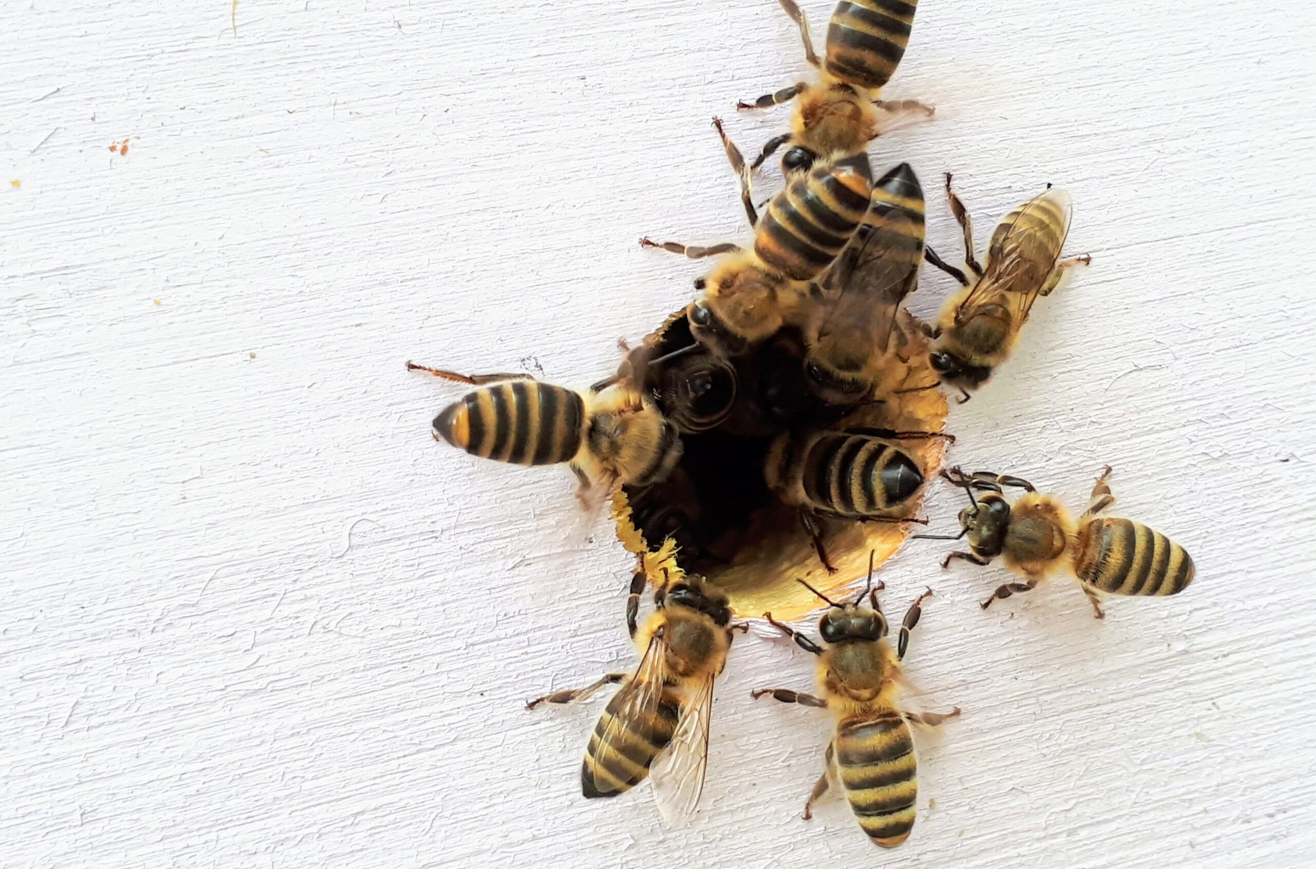 Bees crawling into a hole