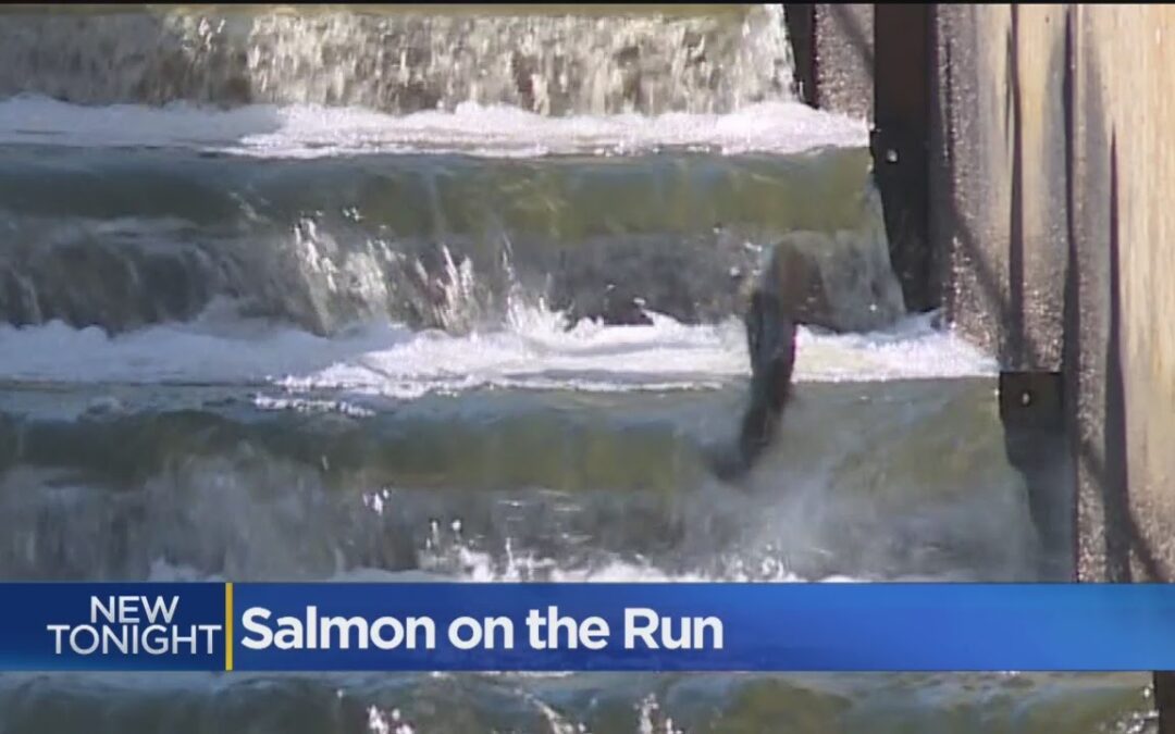 Photo of salmon swimming up a salmon ladder