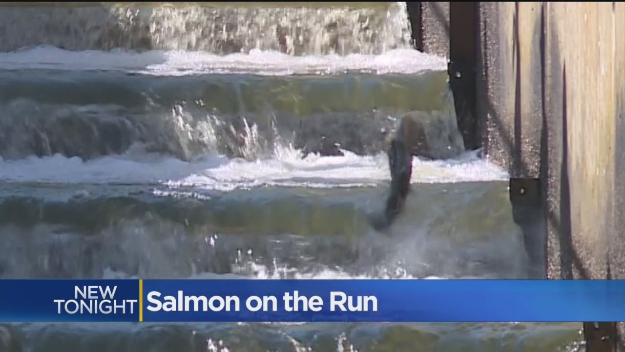 Photo of salmon swimming up a salmon ladder