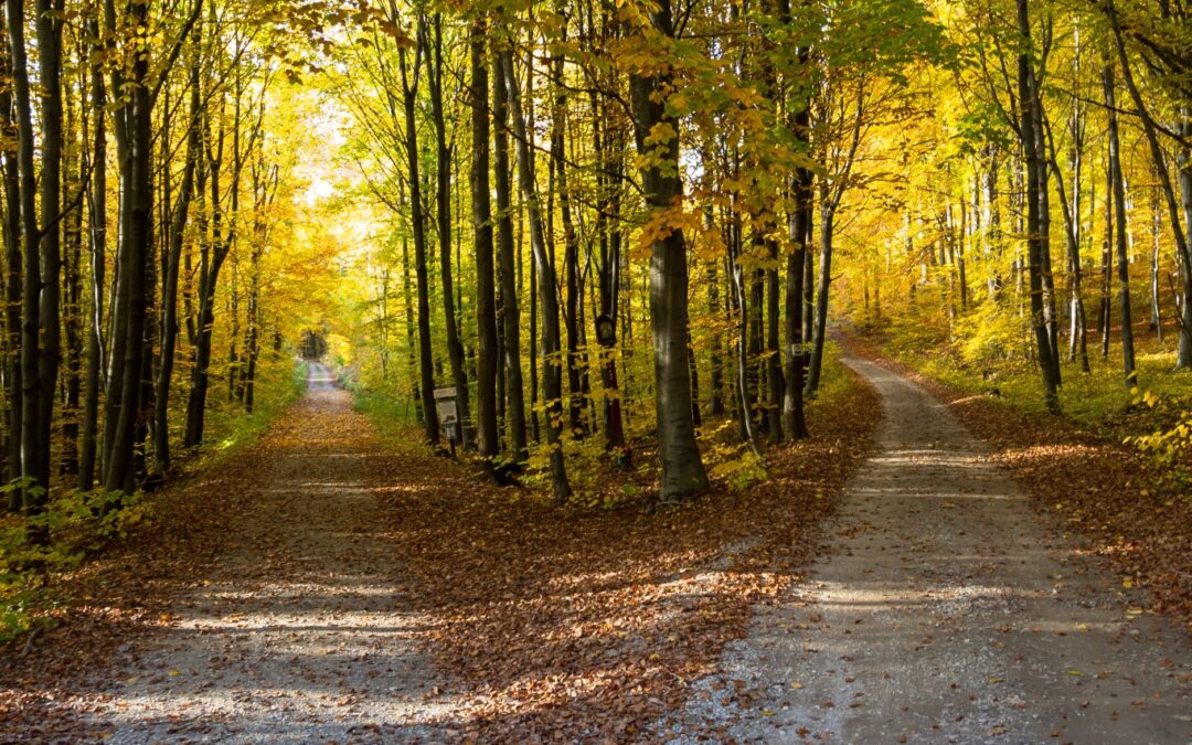 Photo of a path splitting into two paths in the woods