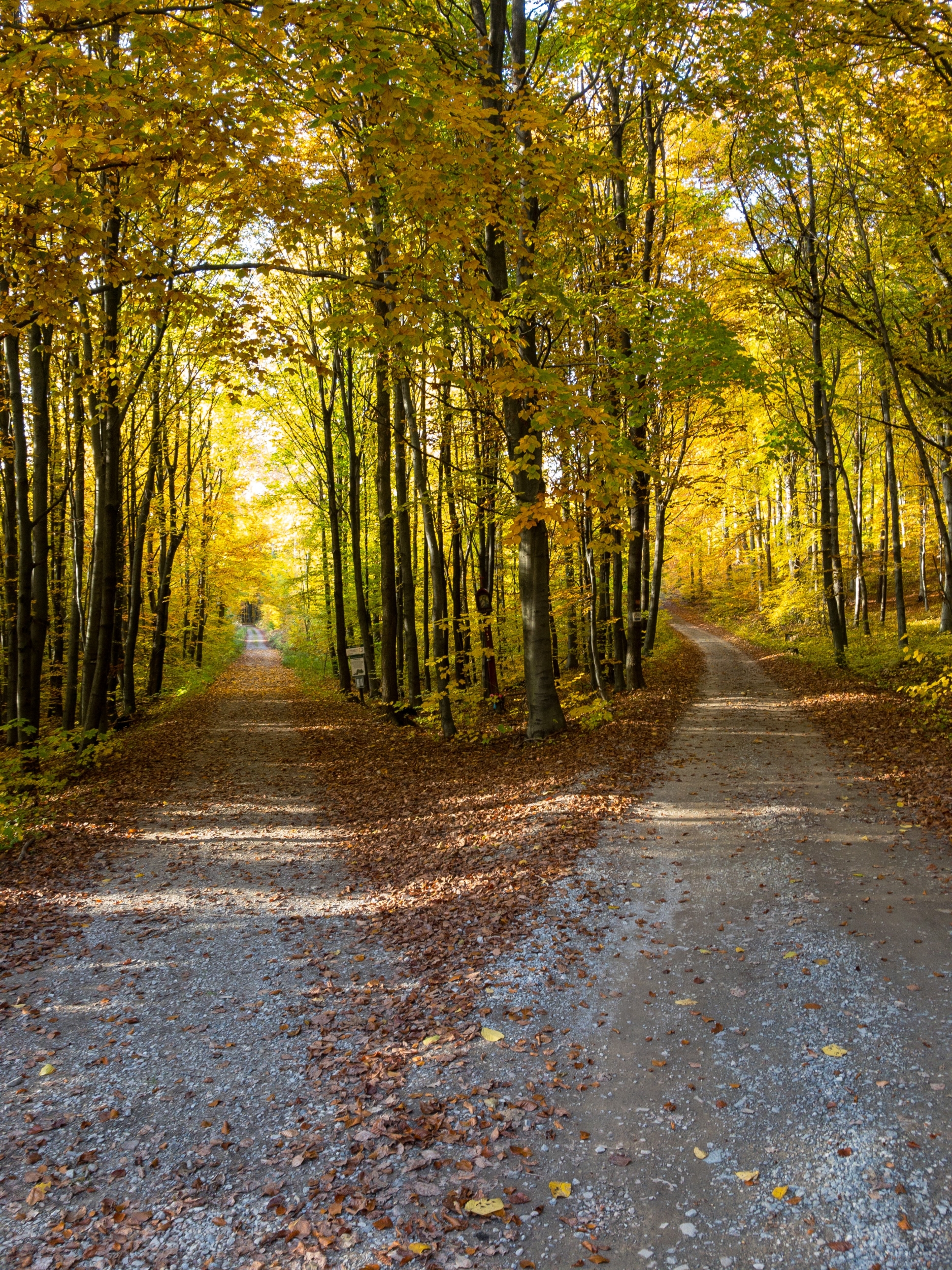 Photo of a path splitting into two paths in the woods