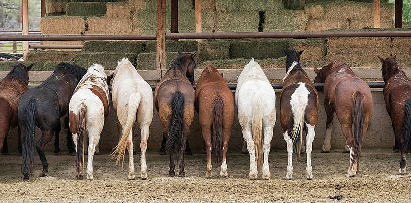 3 Steps to Find the Horse’s A** In Your Company (and Create Space for Innovation)