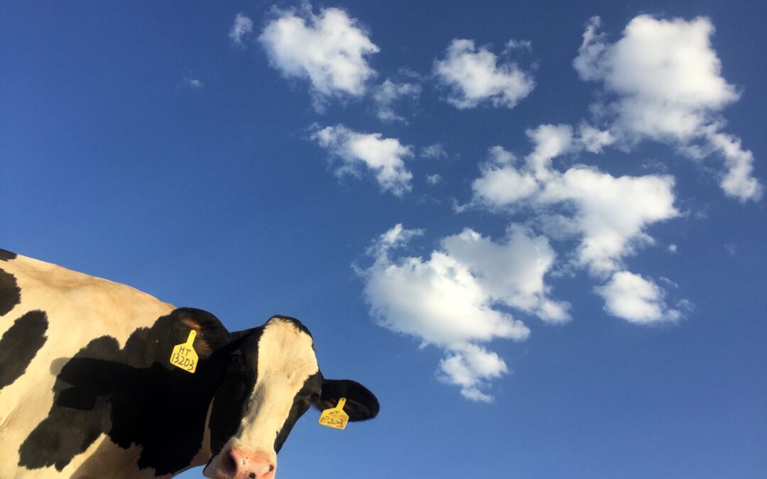 Photo of a cow looking at the camera against the backdrop of a blue sky with clouds