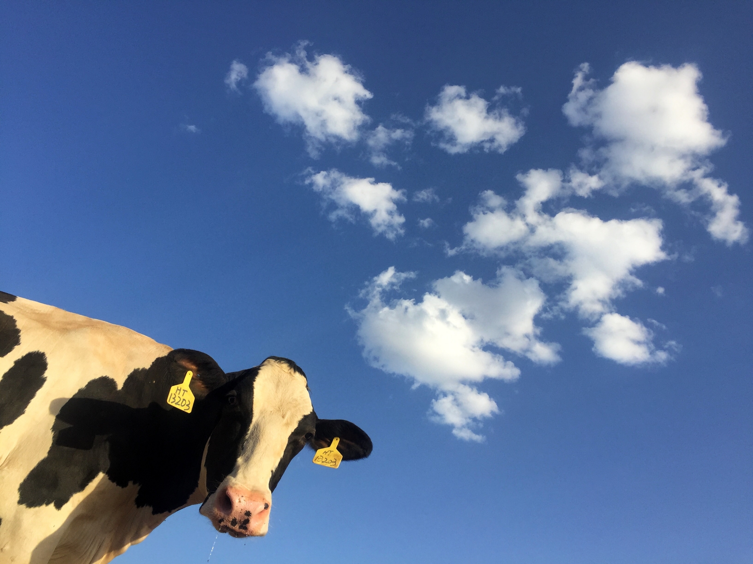 Photo of a cow looking at the camera against the backdrop of a blue sky with clouds
