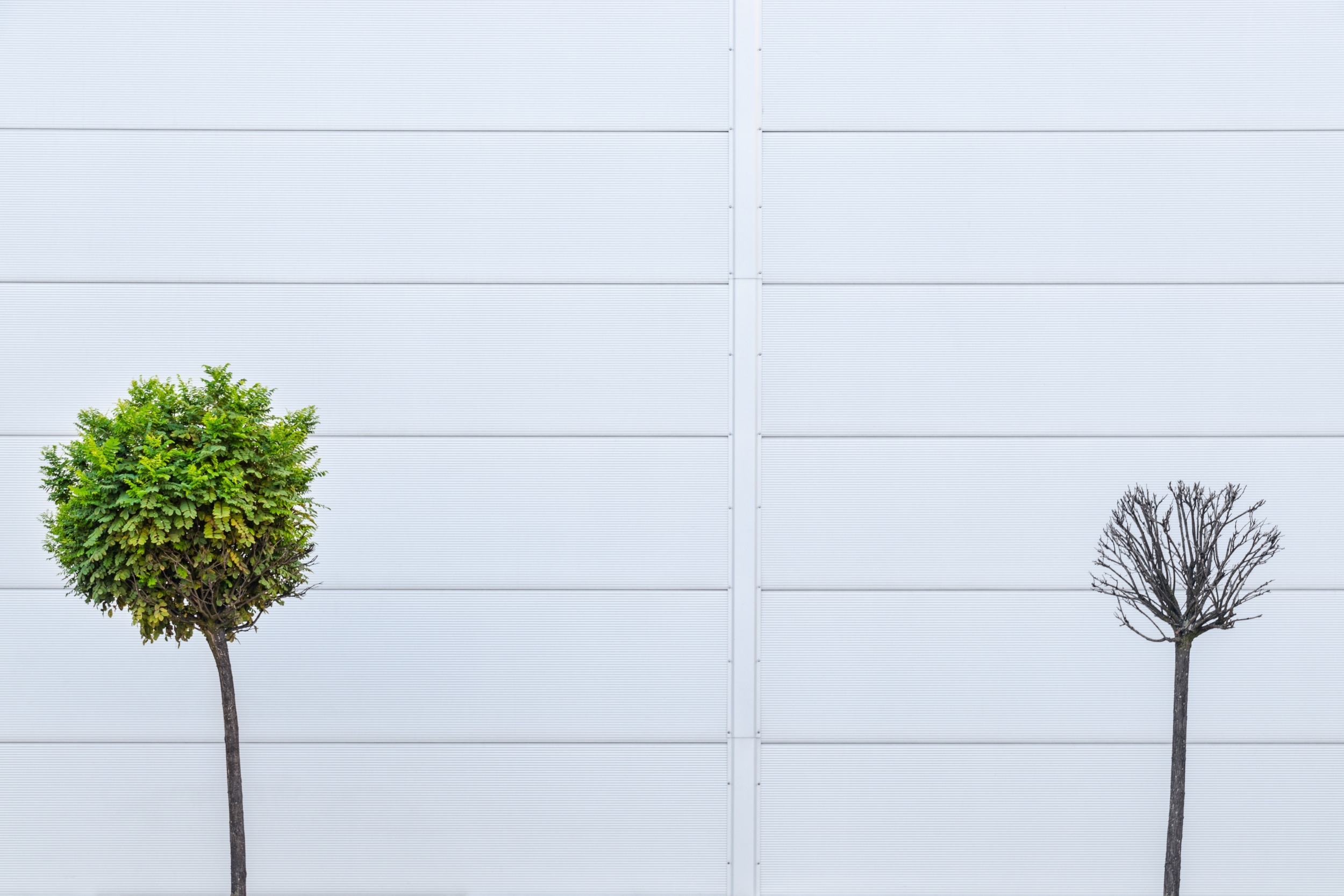 Two trees against a white wall. One tree is green and thriving, the other is bare and dying