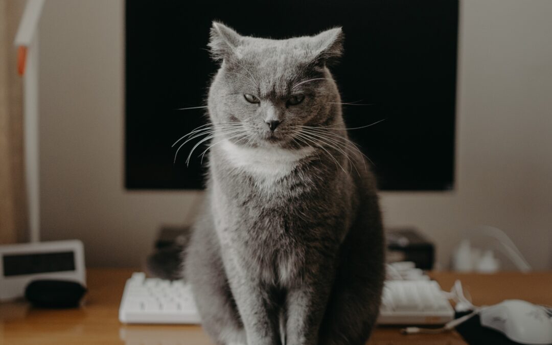 Gray cat looking angry in front of a computer