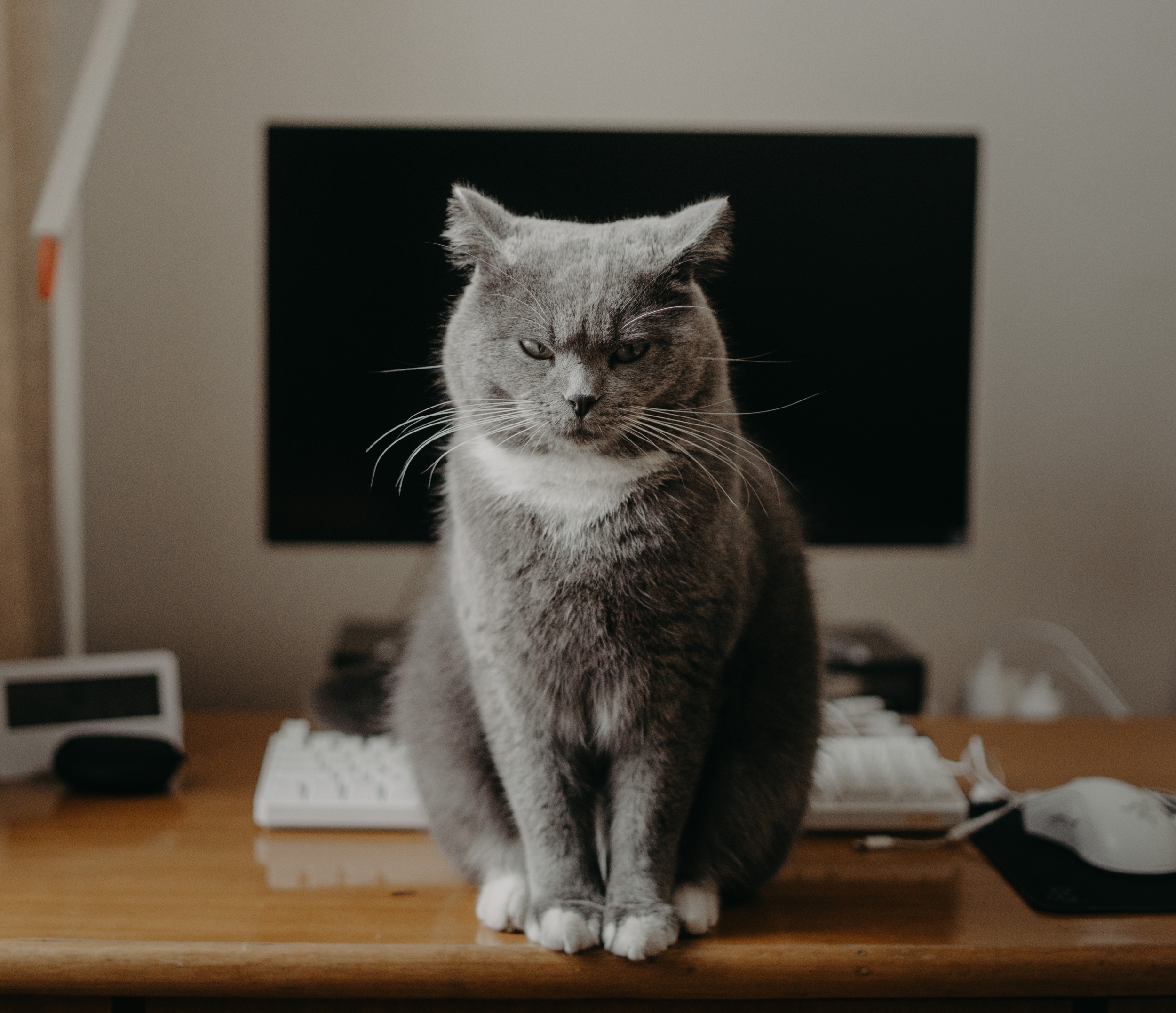 Gray cat looking angry in front of a computer