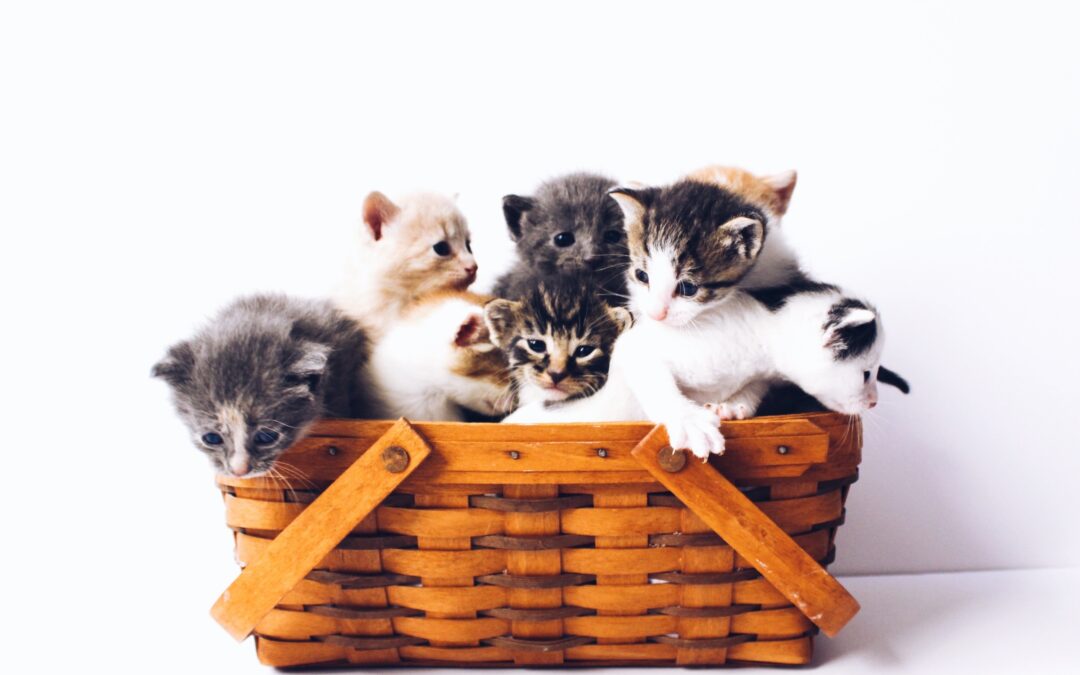 Basket filled with kittens