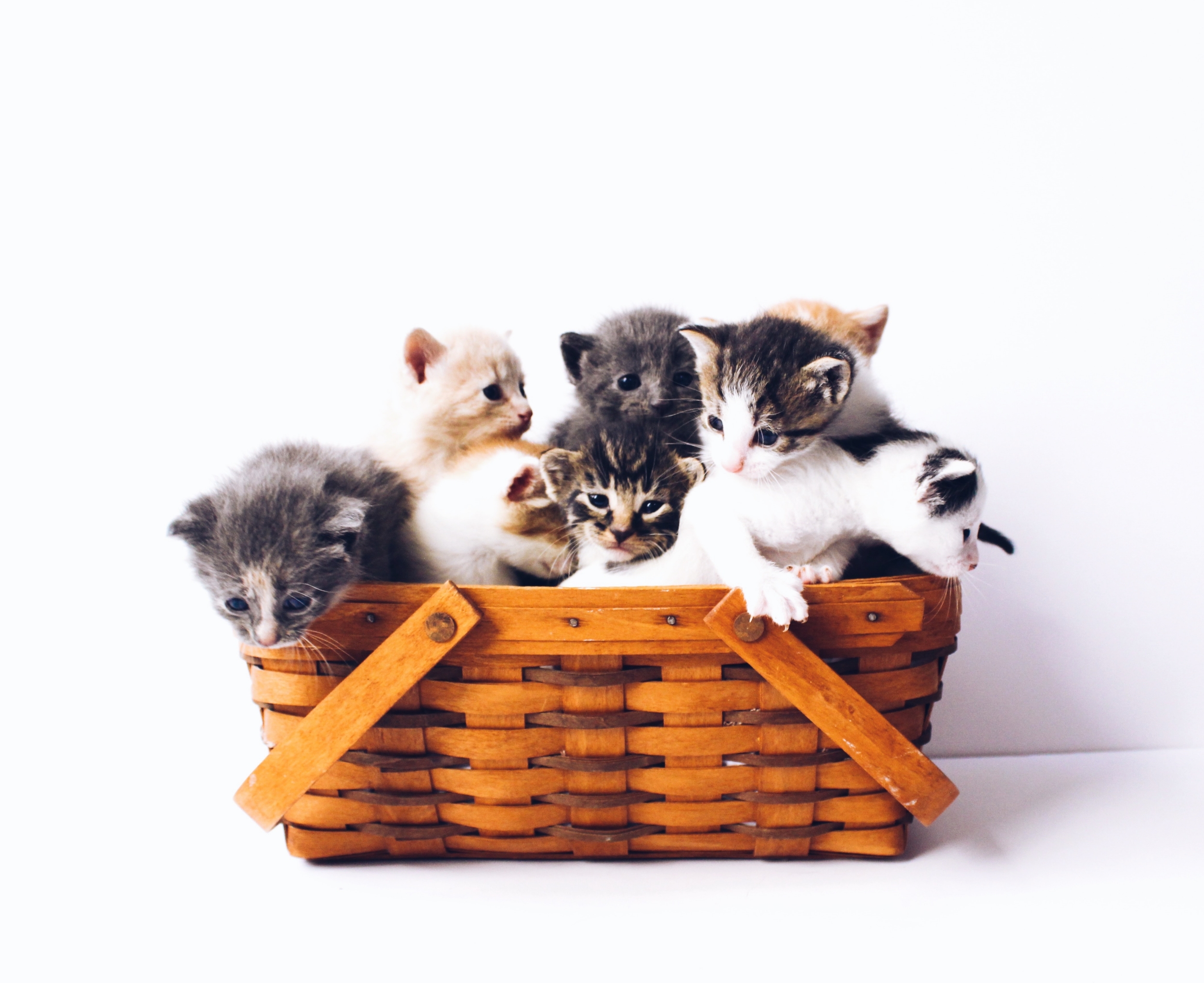 Basket filled with kittens