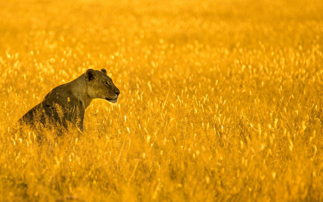 Lioness sitting in a golden field
