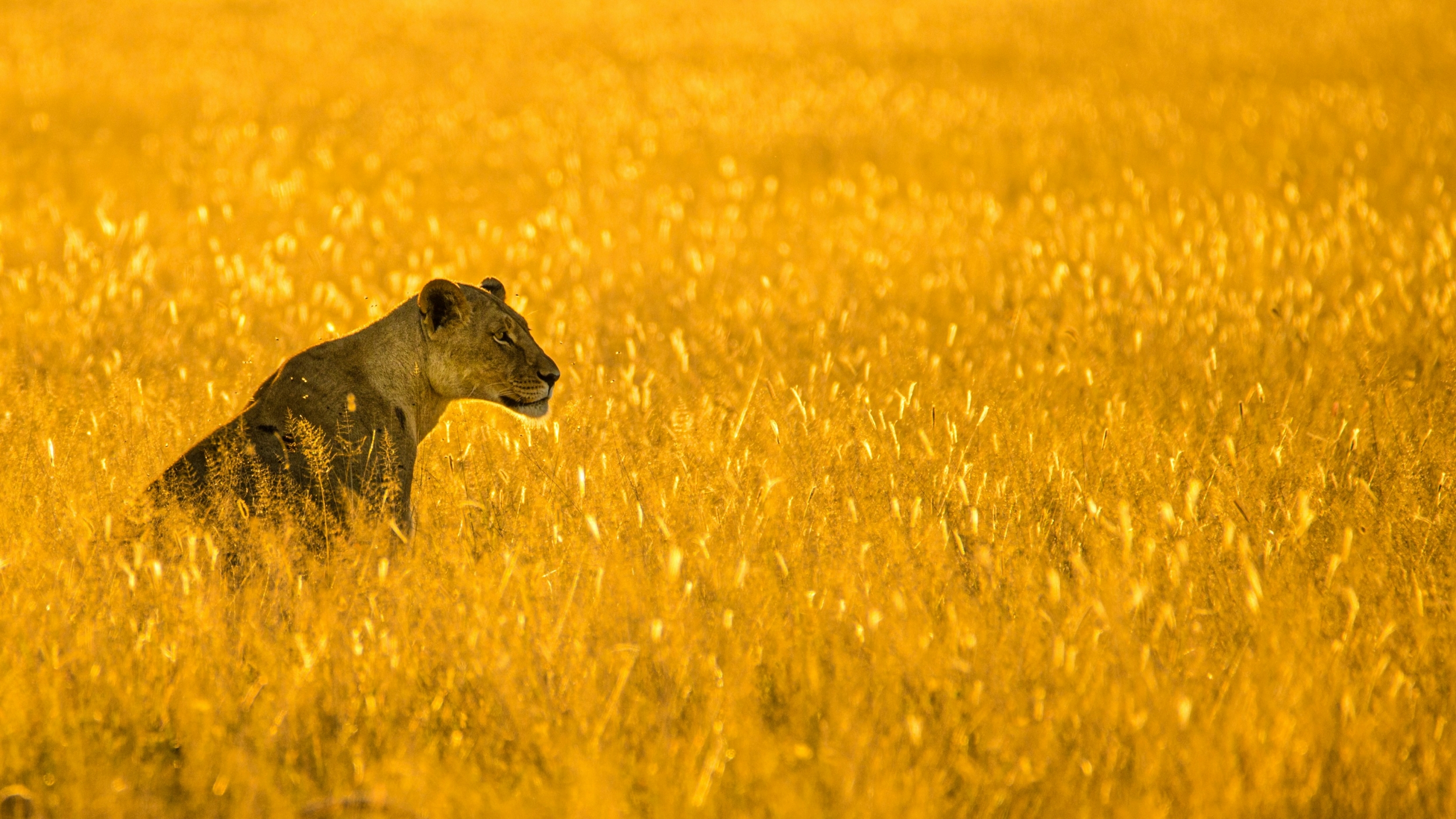 Lioness sitting in a golden field