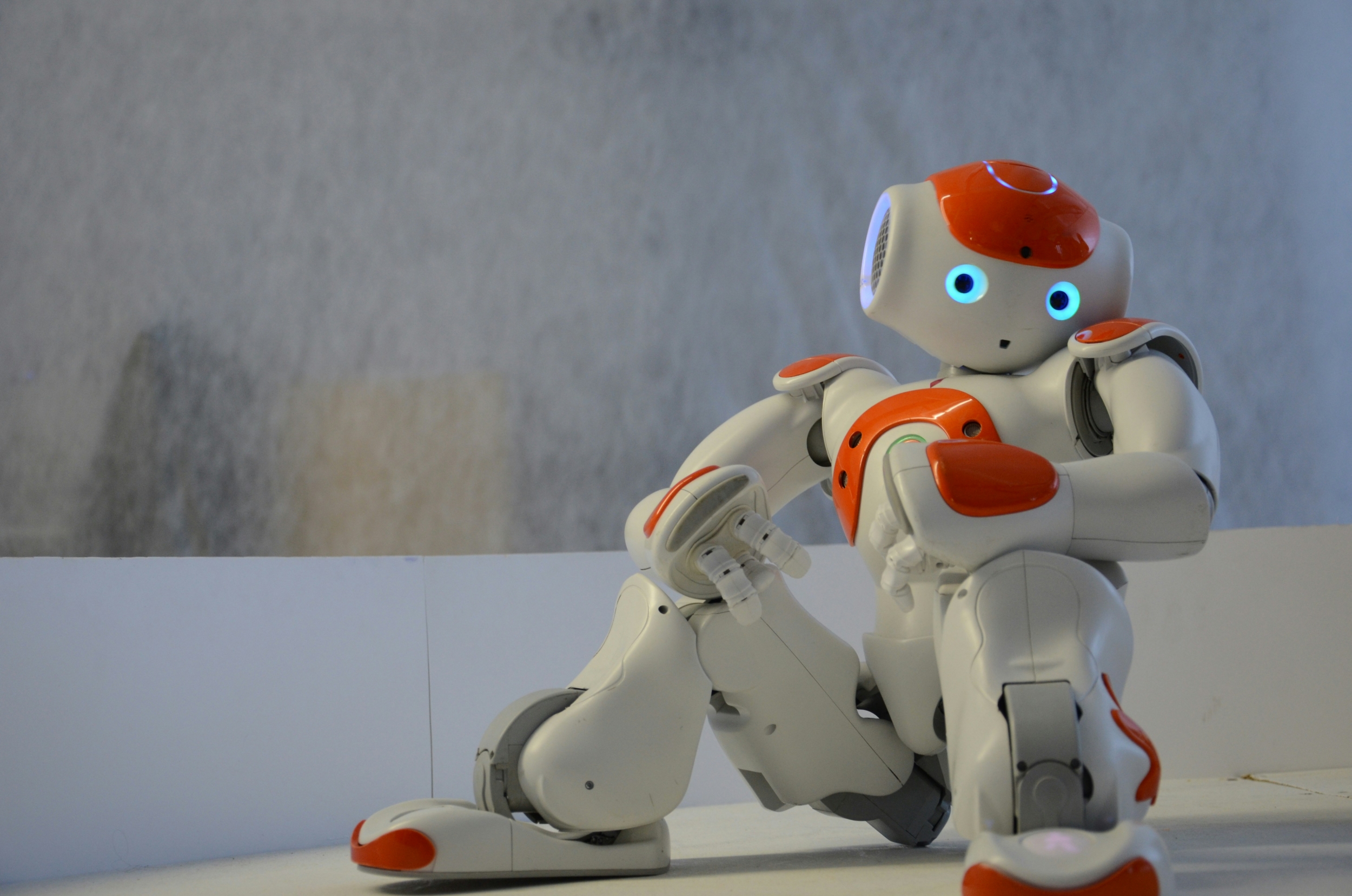 Robit sitting, looking quizzically at the camera