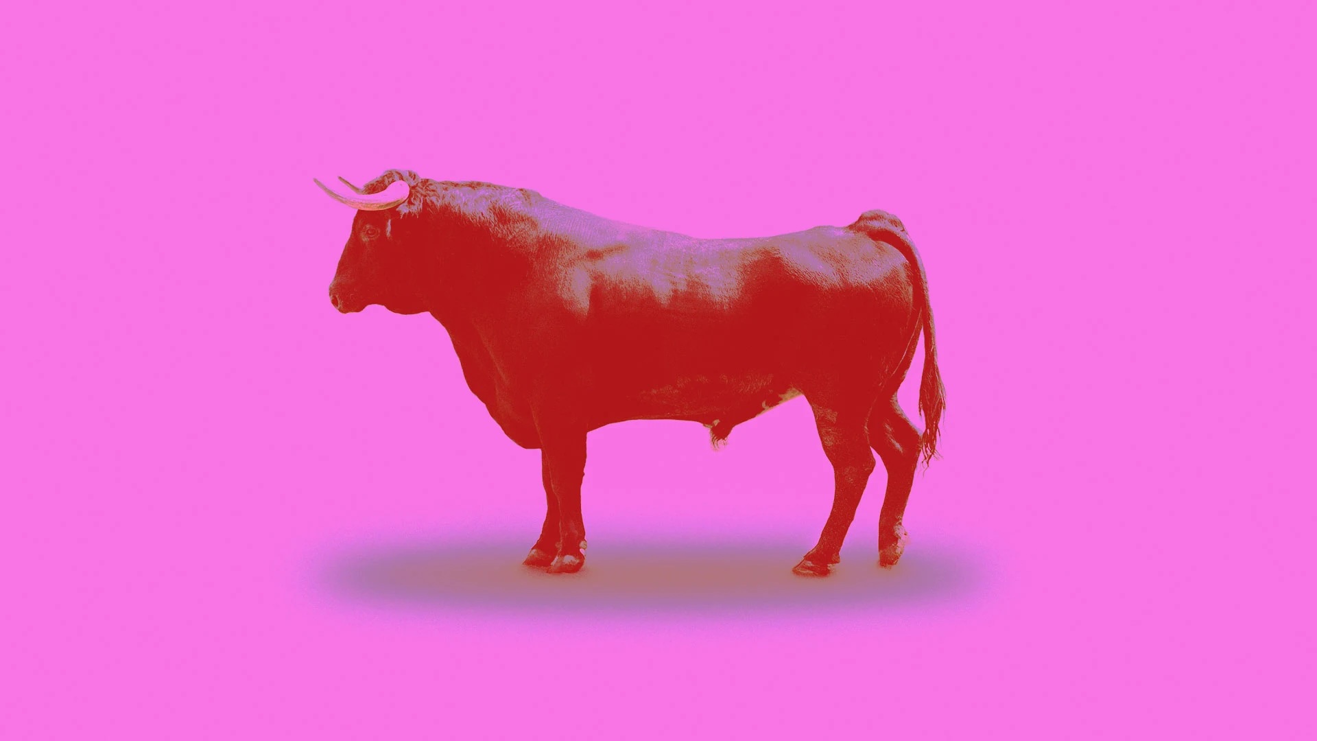 Red bull on a hot pink background