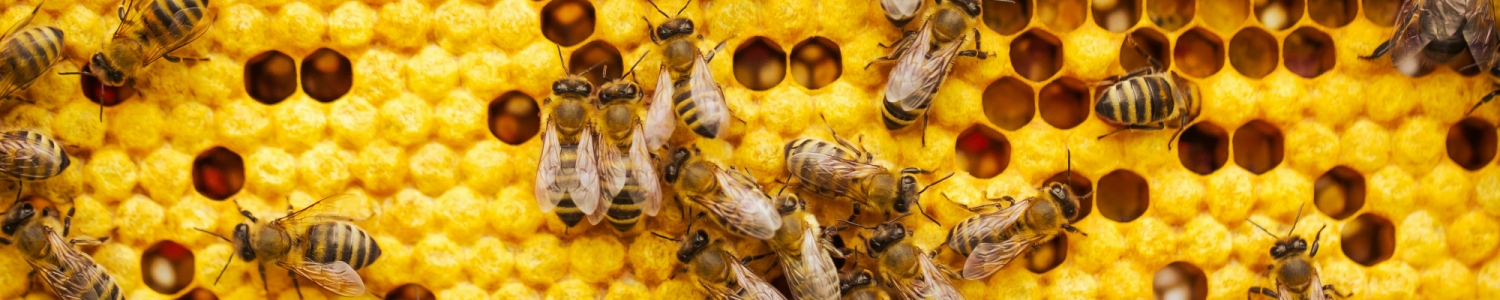 Bees crawling on a honeycomb