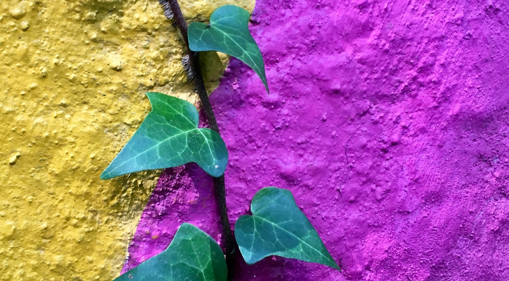 Ivy growing through cracks in cement